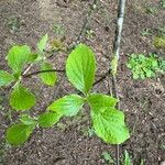 Cornus nuttallii Leaf
