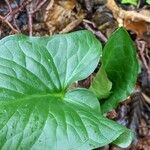 Arum cylindraceum Hoja