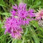 Centaurea scabiosaFiore