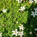 Arenaria balearica Hoja