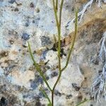 Arabis aucheri Fruit