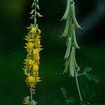 Crotalaria pallida Hedelmä