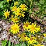 Senecio squalidusFlor