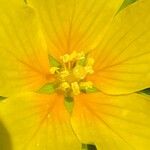 Ludwigia grandiflora Fula