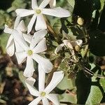 Jasminum fluminense Цветок