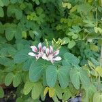 Phanera yunnanensis Flower