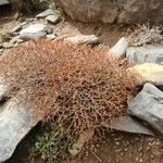 Sarcopoterium spinosum Libunga