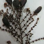 Hirtella ciliata Otro