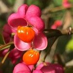 Euonymus europaeus花