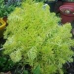 Sedum mexicanum Blad