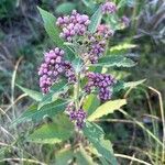 Pluchea odorata Flower