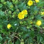 Potentilla brauneana Blomst