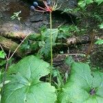 Diphylleia cymosa Fruto