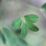 Chamaecrista hispidula Yaprak