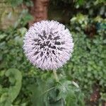 Echinops exaltatus Fiore