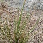 Juncus maritimus Habitus