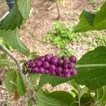 Lantana trifolia Fruit