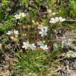 Androsace obtusifoliaFlower