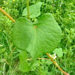 Fagopyrum esculentum Leaf