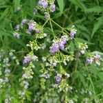 Vitex negundo Blomst