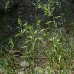 Poa alpina Flower