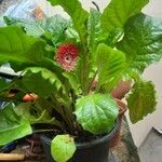 Gerbera viridifolia Hoja