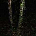 Morisonia discolor Habitus