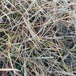 Carex humilis List