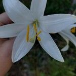 Lilium candidum 花