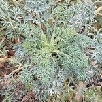 Seseli gummiferum 葉