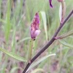 Cephalanthera rubra Azala