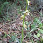 Ophrys arachnitiformis ശീലം