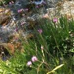 Klasea nudicaulis Çiçek
