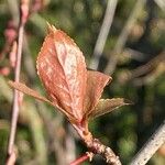 Prunus cerasifera Lapas