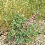 Lupinus densiflorus Plante entière