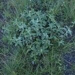 Leucas tomentosa Hábito