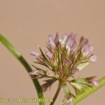 Trifolium cernuum Floare