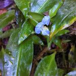 Commelina virginica Hábito