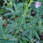 Cleome allamanii 葉