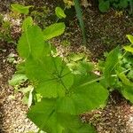 Smyrnium perfoliatum Leaf