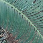 Cycas panzhihuaensis 葉