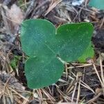 Hepatica nobilis Fulla