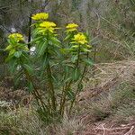 Euphorbia luteoviridis Habitus