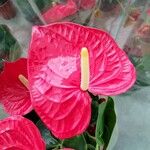 Anthurium nymphaeifolium Floare
