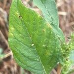 Amaranthus hybridus Leaf
