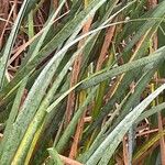 Typha latifolia Foglia