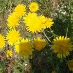 Crepis nicaeensis عادت داشتن