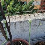 Allium cepa Bloem