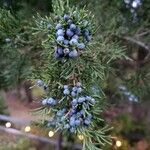 Juniperus virginiana ഫലം