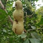 Inga laurina Fruit
